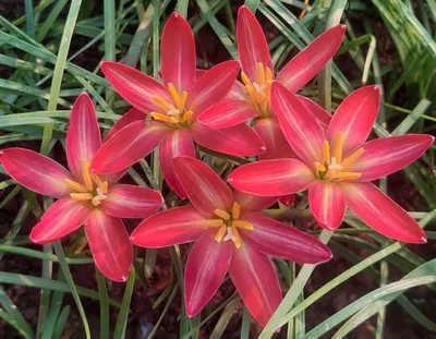 Rain Lily Zinnia — thumbnail 1