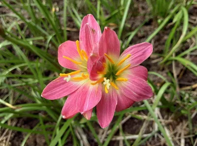 Rain Lily Khongkwan 3000