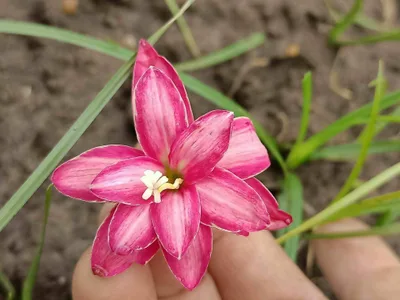 Rain Lily Takamine — thumbnail 2