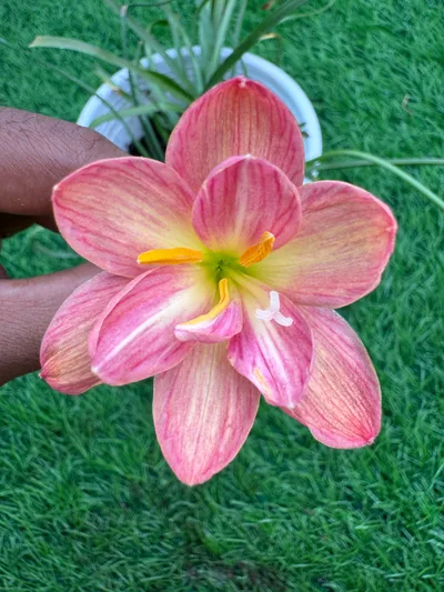 Rain Lily cissy flowery