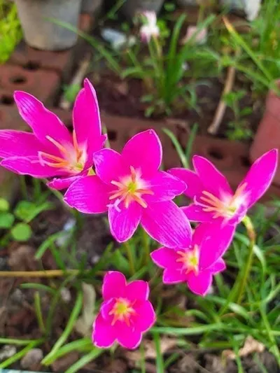 Rain Lily Fadzar Pink
