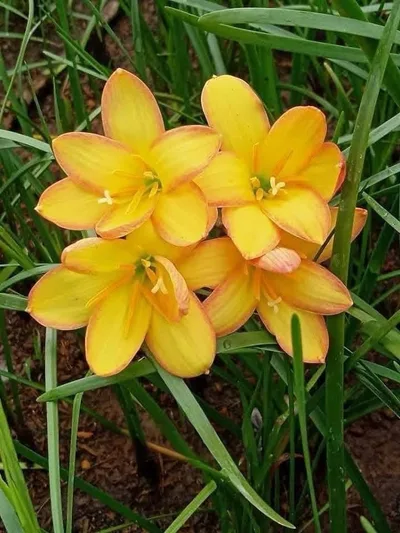 Rain Lily King Ransom — thumbnail 1