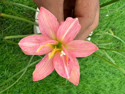 10-Colour Rain Lily Collection — thumbnail 1