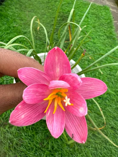 Rain Lily Rare Cabinet — 10