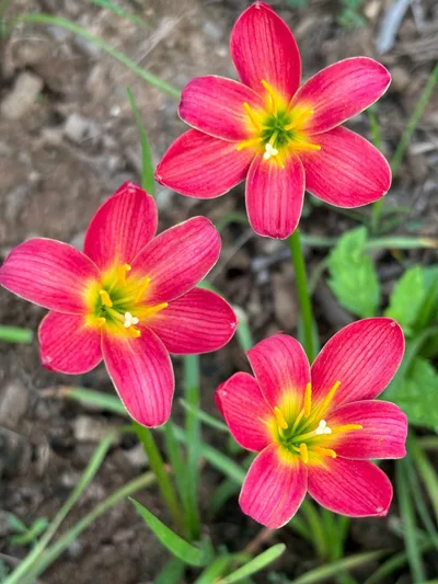 Rain Lily Red devil