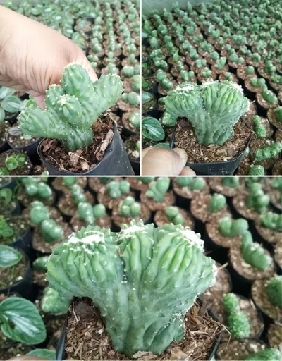 5 Colours Cactus Value Pack — thumbnail 1