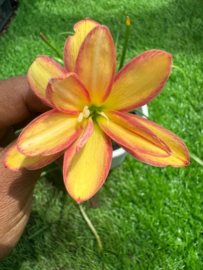 Rain Lily Canary Diomand