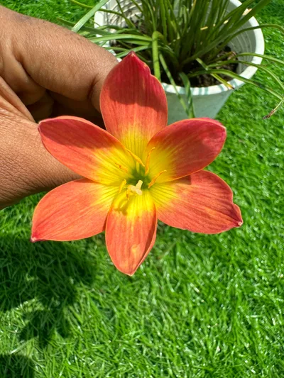 Rain Lily Sakuntala