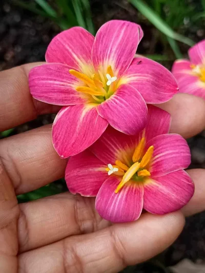 Rain Lily Pink Surprise — thumbnail 1