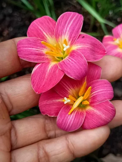 Rain Lily Pink Surprise — thumbnail 2