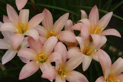 Rain Lily Prairie Sunset