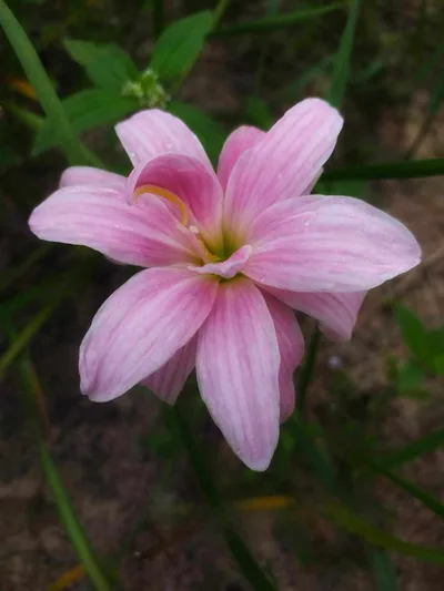Rain Lily Pink Stripe