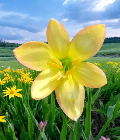 Rain Lily Yellow Mud
