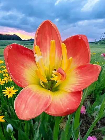 Rain Lily Touch of love