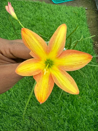 Rain Lily Island breeze