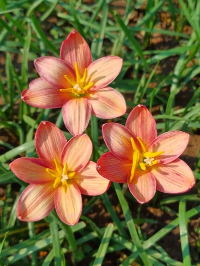 Rain Lily Malinee