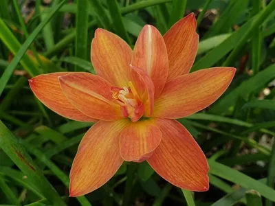 Rain Lily Charoenrant — thumbnail 3