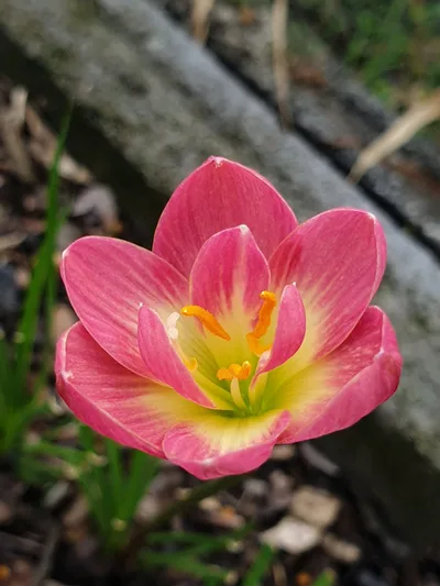 Rain Lily Pink Wadee — thumbnail 3