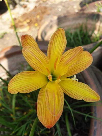 Rain Lily Tiger — thumbnail 2