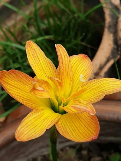 Rain Lily Tiger — thumbnail 3