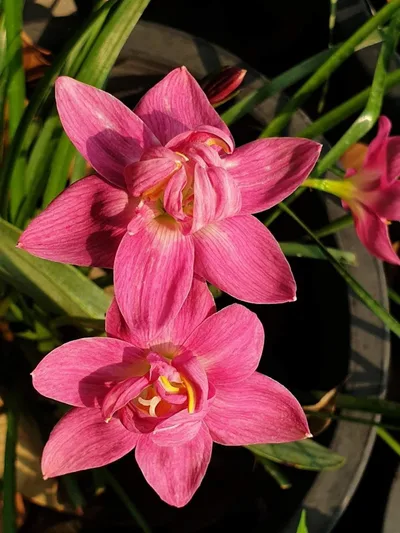 Rain Lily Flora love