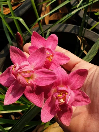Rain Lily Flora love