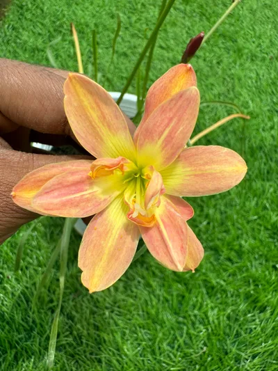 Rain Lily Showstopper Trio