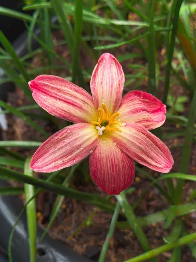 Rain Lily Wagyu