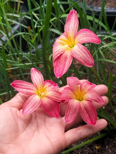 Rain Lily Wagyu