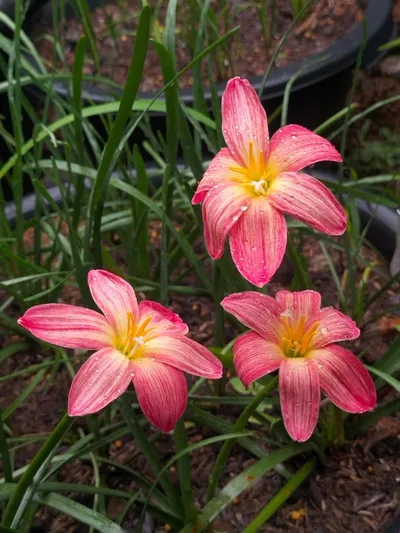 Rain Lily Wagyu