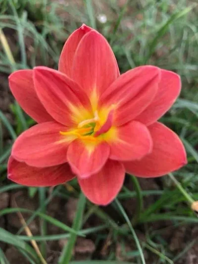 Rain Lily Sudteeruk β photo 1