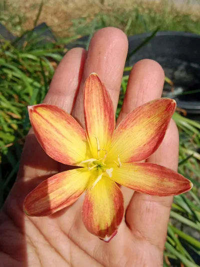 Rain Lily Crimson Sunset — thumbnail 1