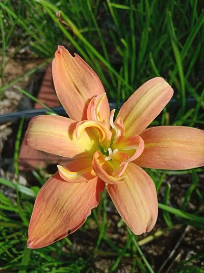 Rain Lily Spring