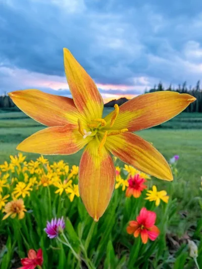 Rain Lily Red west