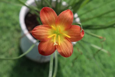 Rain Lily Mukut