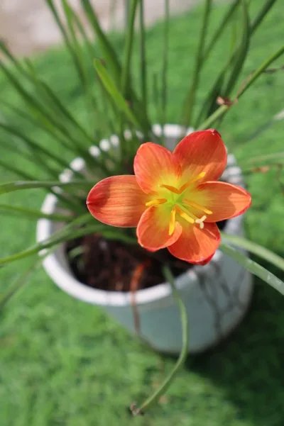 Rain Lily Mukut