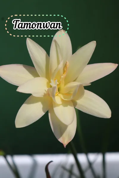 Rain Lily Tamonwan — thumbnail 2