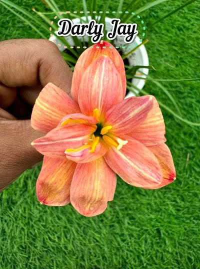 Rain Lily Darly Jay