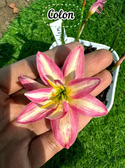 Rain Lily Colon
