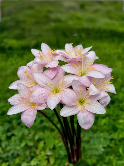 Rain Lily Giant White