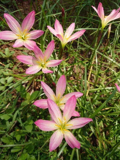 Rain Lily Thanathip — thumbnail 2