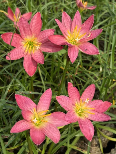 Rain Lily Pink NK β photo 1