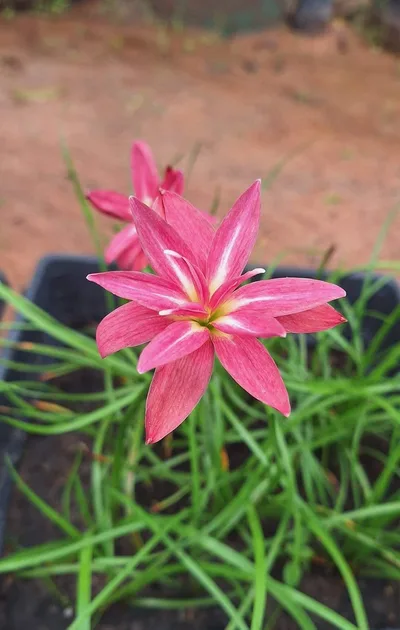 Rain Lily Cassini