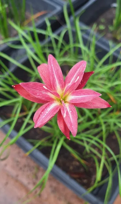 Rain Lily Cassini