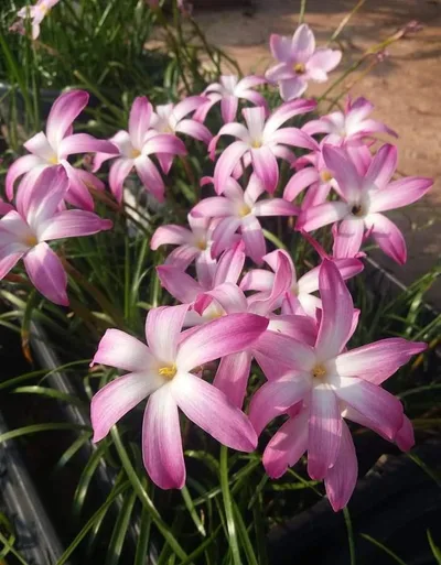 Rain Lily Winter Sweet — thumbnail 2
