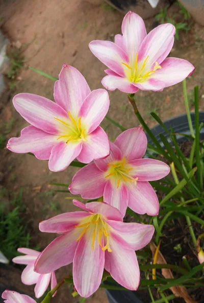 Rain Lily Sweet Heart