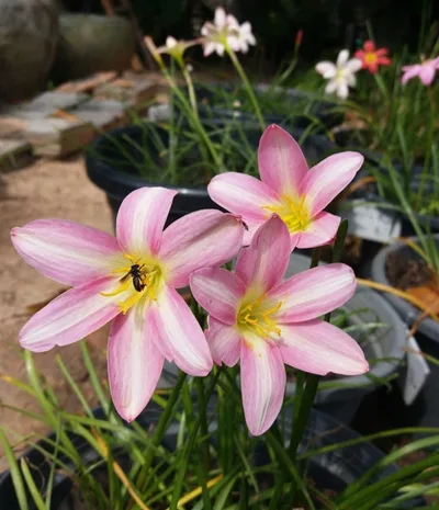 Rain Lily Sweet Heart