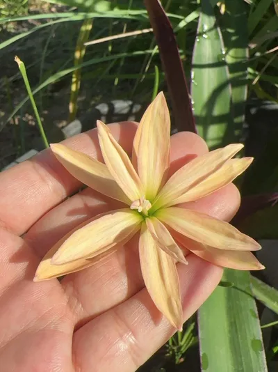 Rain Lily Taranaki