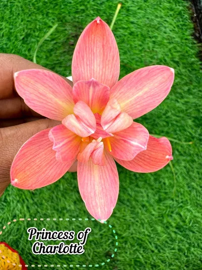 Rain Lily Princess of Charlotte — thumbnail 2