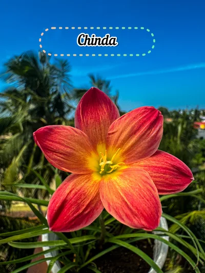 Rain Lily Chinda — thumbnail 2